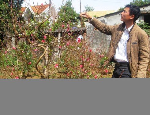 Vua đào Nhật Tân biết