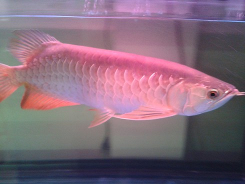 Những “đồ chơi” Tết giá khủng của đại gia - ảnh 4