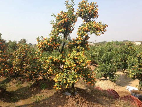 Đào, quất thế đắt đỏ khoe sắc, khách kém mặn mà - ảnh 1