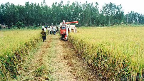 Cô Ba Sương, tuổi 70 khởi nghiệp - ảnh 2