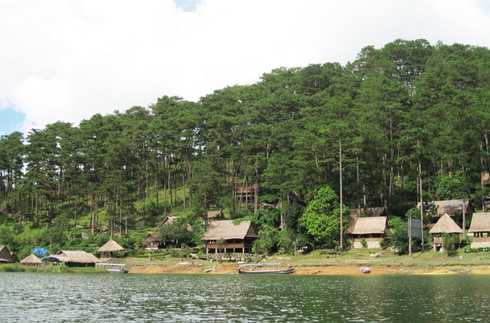 Độc đáo lá thông rụng biến thành hương sạch - ảnh 1