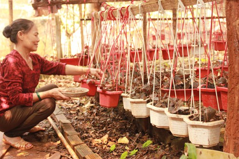 Hơn 1,2 triệu đồng mỗi kg lan gấm... không biết để làm gì - ảnh 1