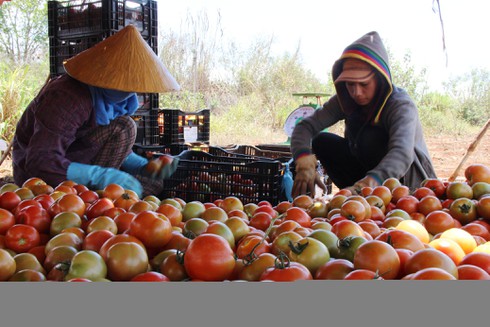 Dở khóc dở cười cà chua Đà Lạt bán rẻ như cho, chờ vứt bỏ - ảnh 1