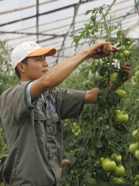 Dở khóc dở cười cà chua Đà Lạt bán rẻ như cho, chờ vứt bỏ - ảnh 2