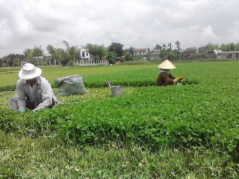 Kiếm hàng trăm triệu nhờ trồng rau má - ảnh 1