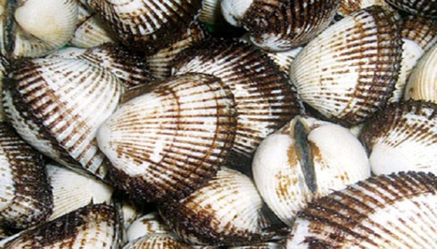 Phát hiện sò Trung Quốc nhập lậu sắp lên bàn nhậu - ảnh 1