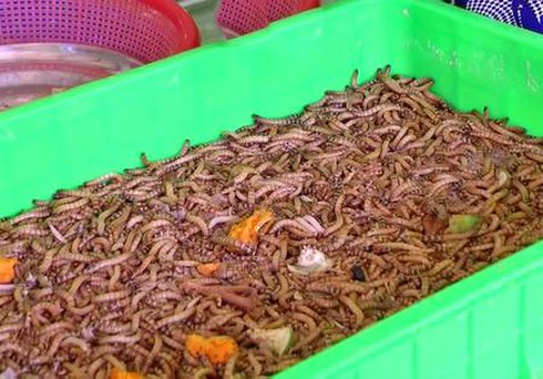 Rủ nhau nuôi hàng chục kg sâu lạ trong nhà - ảnh 2