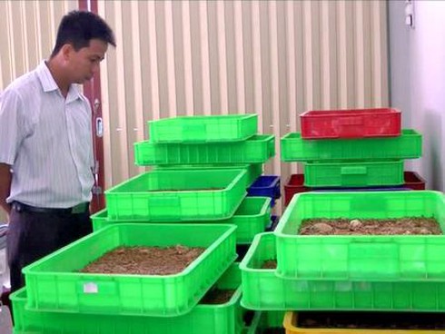 Rủ nhau nuôi hàng chục kg sâu lạ trong nhà - ảnh 1