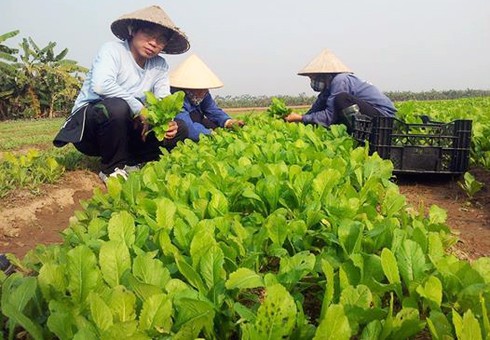 Đánh xe chở rau sạch đến tận công sở bán lẻ - ảnh 2