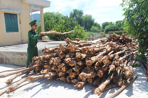 Thương lái đổ xô mua cây dẹp giá cao - ảnh 1