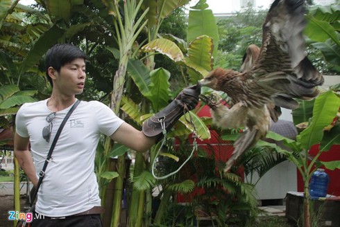 9X nuôi đại bàng hơn 200 triệu/con - ảnh 2