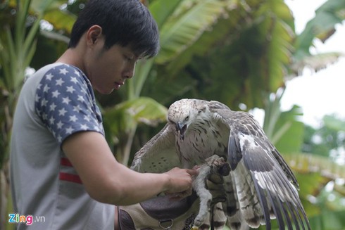 9X nuôi đại bàng hơn 200 triệu/con - ảnh 3