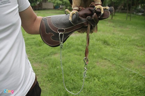 9X nuôi đại bàng hơn 200 triệu/con - ảnh 6