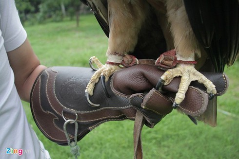 9X nuôi đại bàng hơn 200 triệu/con - ảnh 7