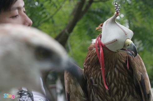 9X nuôi đại bàng hơn 200 triệu/con - ảnh 9