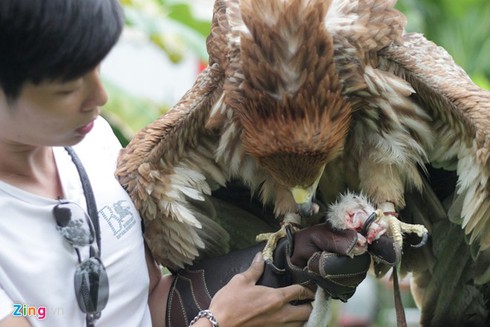 9X nuôi đại bàng hơn 200 triệu/con - ảnh 10