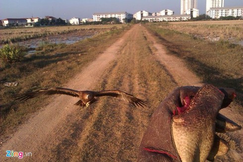 9X nuôi đại bàng hơn 200 triệu/con - ảnh 12