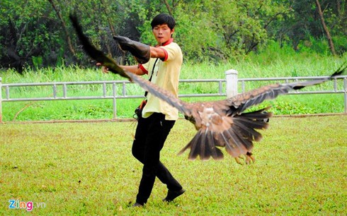 9X nuôi đại bàng hơn 200 triệu/con - ảnh 13