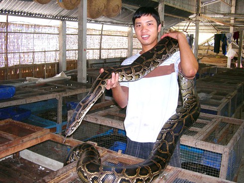 Nuôi ngàn con trăn trong nhà, lãi bạc tỷ mỗi năm - ảnh 1