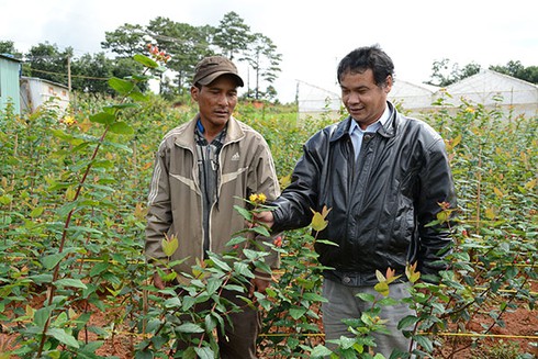 Hoa nở rộ, thương nhân hứa xong...biến mất hút - ảnh 1