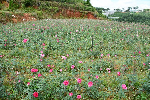 Hoa nở rộ, thương nhân hứa xong...biến mất hút - ảnh 2
