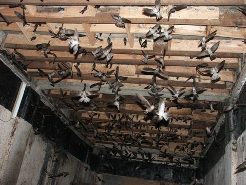 Tổ yến ồ ạt mất giá 50% - ảnh 1