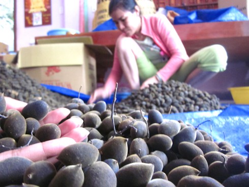 Nguội ươi, bùng cơn sốt quả xay rừng - ảnh 1