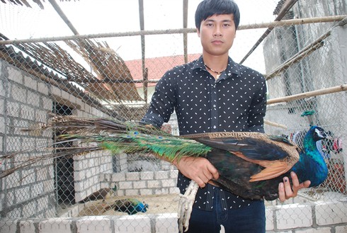 Kiếm bạc tỷ nhờ mê xem... chim công múa - ảnh 1