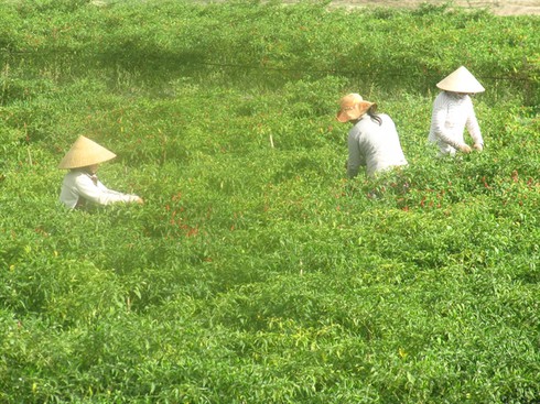 Đánh đu với giá ớt cay sụt mất 25 lần - ảnh 1
