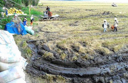 Thương lái “bẻ kèo” - người bán dở khóc dở cười - ảnh 1