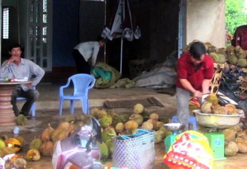 Dân đổ xô trồng sầu riêng vì thương lái TQ thu mua quả non - ảnh 1