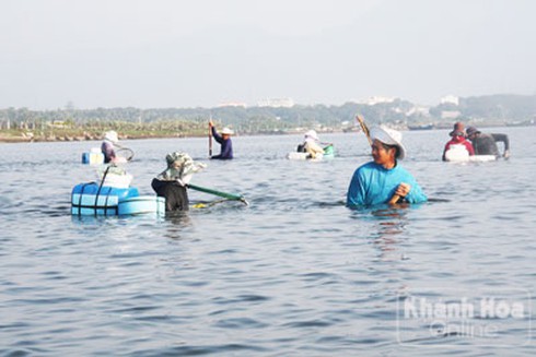 Kiếm tiền triệu nửa ngày nhờ đào con dời biển - ảnh 1