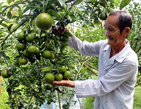 Mùa quýt đường biến thành... quýt đắng - ảnh 1