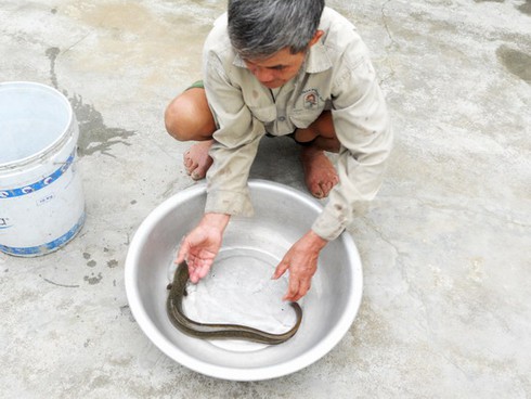 Chịu lạnh, thức đêm bắt chình giống, thu vài triệu mỗi đêm - ảnh 1