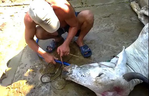 Kinh sợ cảnh bơm nước bò dã man trước khi giết mổ - ảnh 2