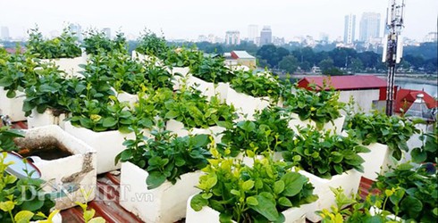 Hà Nội: Nóc nhà giữa phố làm ao nuôi hàng tạ cá sạch - ảnh 1