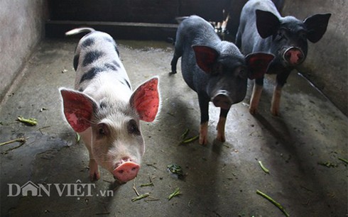 Hà Nội: Nóc nhà giữa phố làm ao nuôi hàng tạ cá sạch - ảnh 4