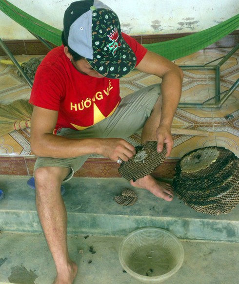 Dùng thuốc độc Trung Quốc để bắt ong rừng - ảnh 6