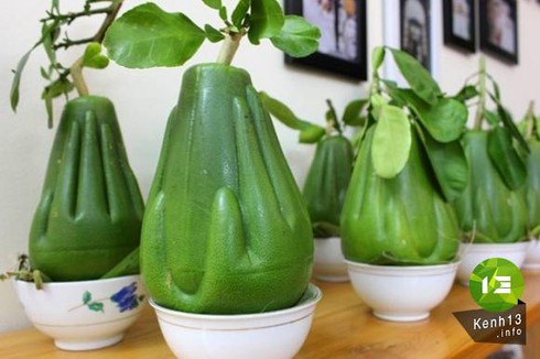 Gần 1 triệu đồng mỗi quả bưởi tay phật độc lạ Tết này? - ảnh 1