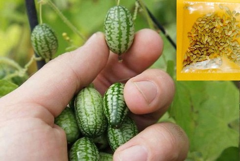 Lạ mắt dưa hấu tí hon bán 20.000 đồng/hạt giống - ảnh 2