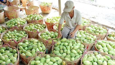 Hốt bạc nhờ trái cây nghịch vụ - ảnh 1