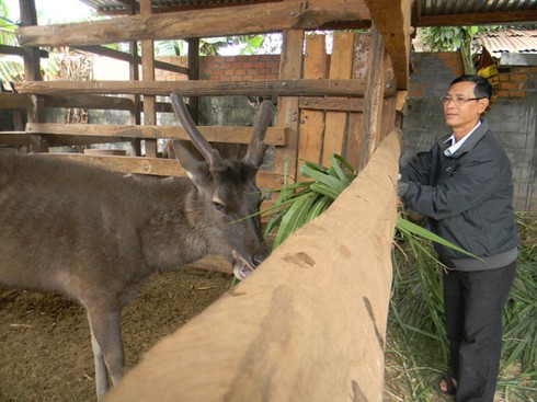 Nhung nai ế ẩm, dân bán nai rẻ hơn bò thịt - ảnh 1