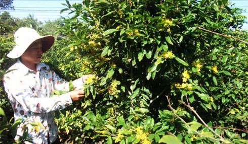 Tết đuổi sau lưng, miền Tây thấp thỏm lo mất mùa hoa trái - ảnh 1