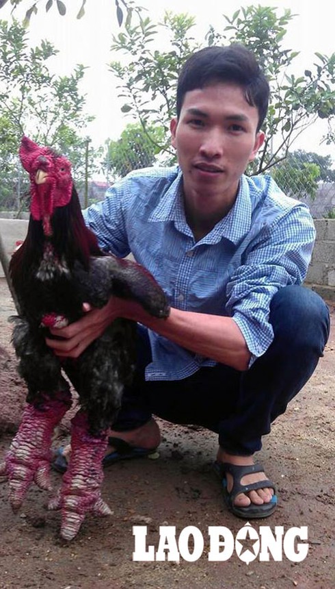 Gà được chăm sóc như