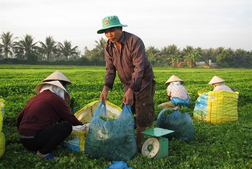 Tỷ phú rau má - ảnh 1