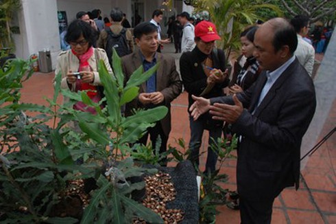 Sống nghèo bên cây “tỷ đô” - ảnh 1