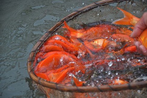 Về vựa cá chép đỏ lớn nhất miền Bắc cận ngày ông Táo - ảnh 1