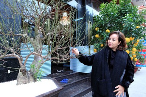 Đào tuyết cổ thụ “đếm hoa ra tiền” độc nhất Hà thành - ảnh 1