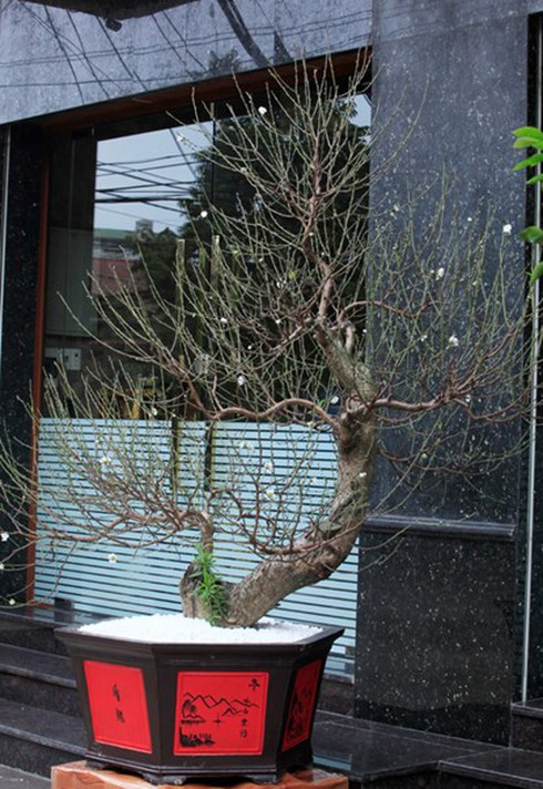 Đào tuyết cổ thụ “đếm hoa ra tiền” độc nhất Hà thành - ảnh 2