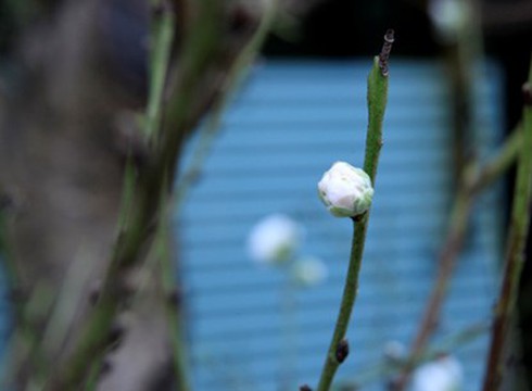 Đào tuyết cổ thụ “đếm hoa ra tiền” độc nhất Hà thành - ảnh 5